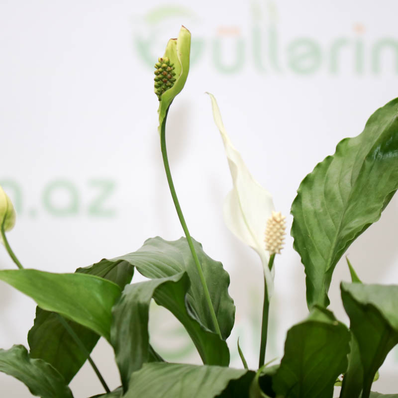 Spatifilium (Qadın xoşbəxtliyi gülü)