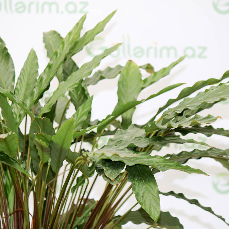 Kalateya, kalatea, calathea Tropistar