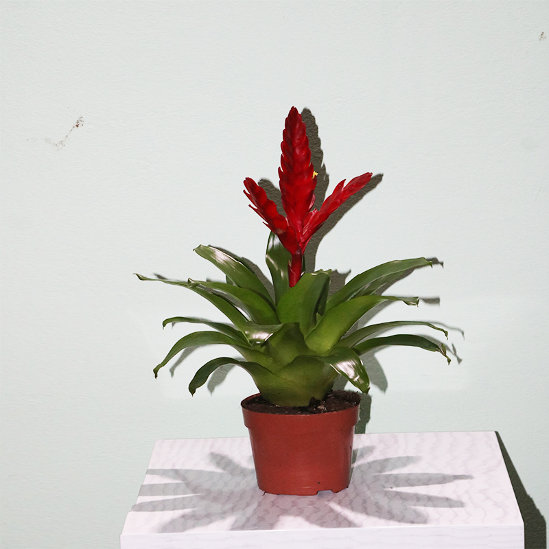 Vrieziya Karinata (Vriesea Carinata)