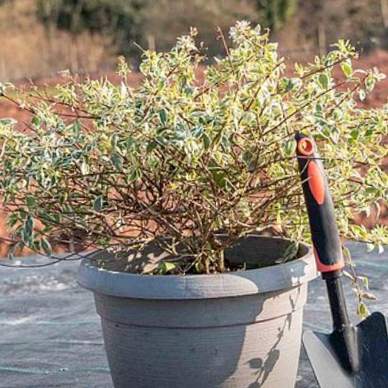 Abelia Grandiflora Sparkling Silver