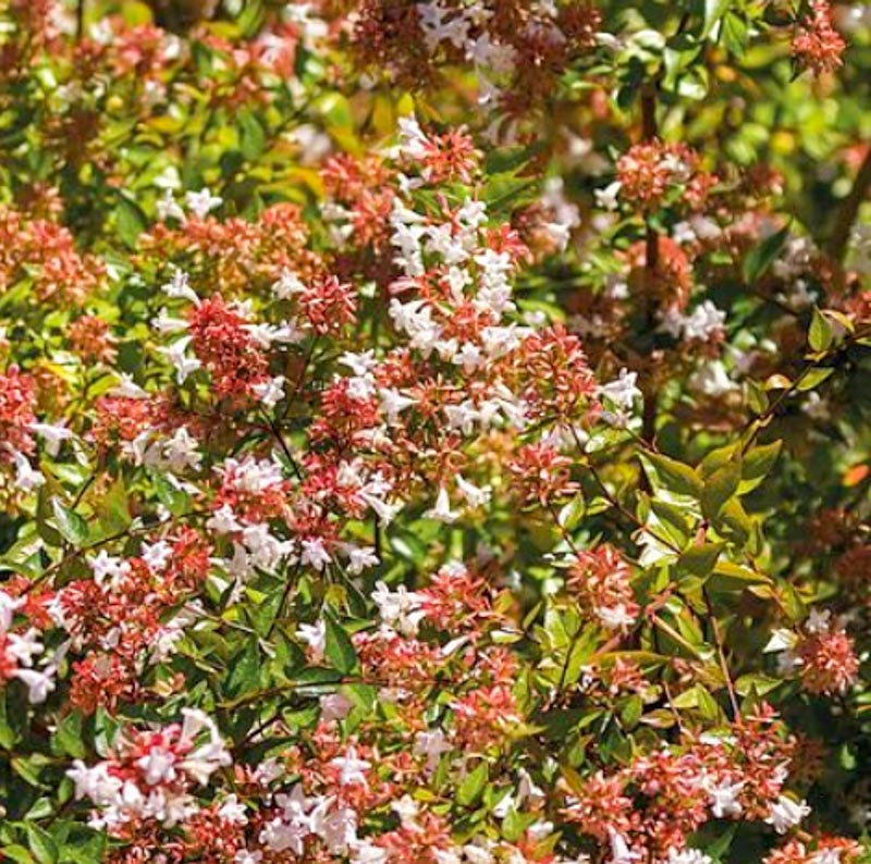 Abelia Grandiflora Francis Mason