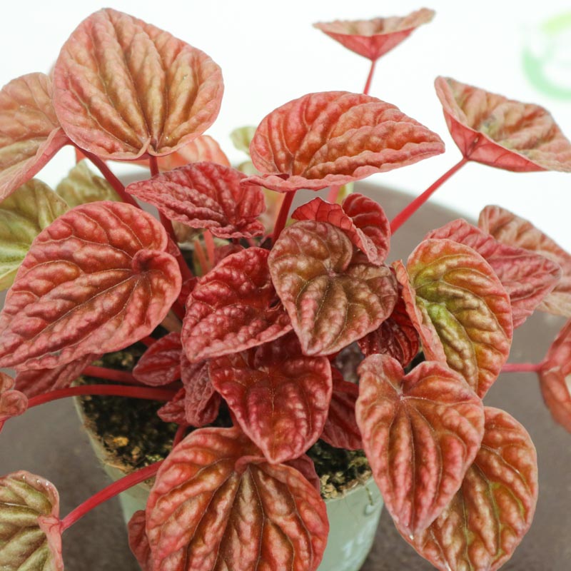 Peperomia (qırışlı) - Peperomiya - Paperomiya