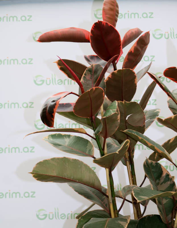 Ficus elastica red (Fikus Elastika qırmızı)