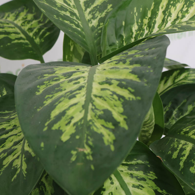 Difenbahya bitkisi (Dieffenbachia Tropic Snow) (Diffenbaxiya)
