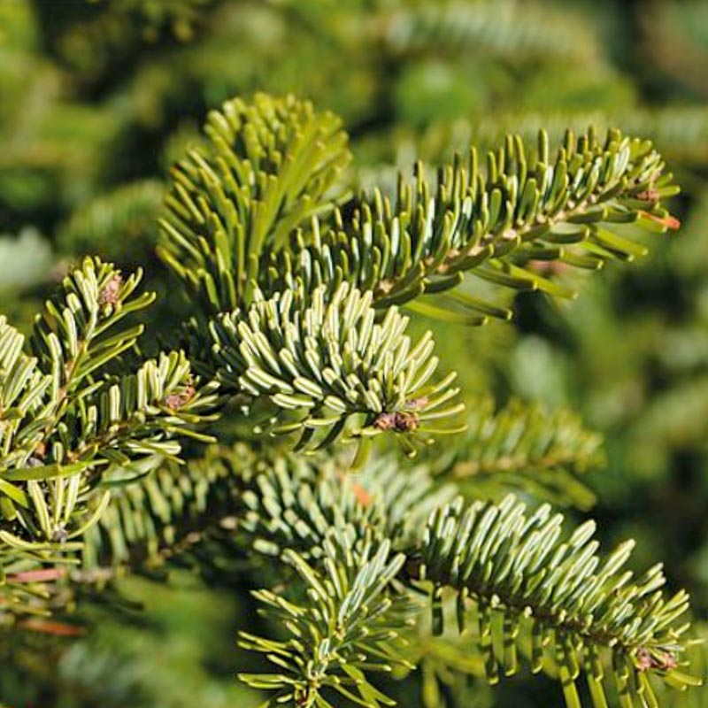 Abies Nordmanniana