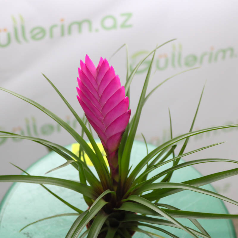 Tillandsiya (tilandsya)