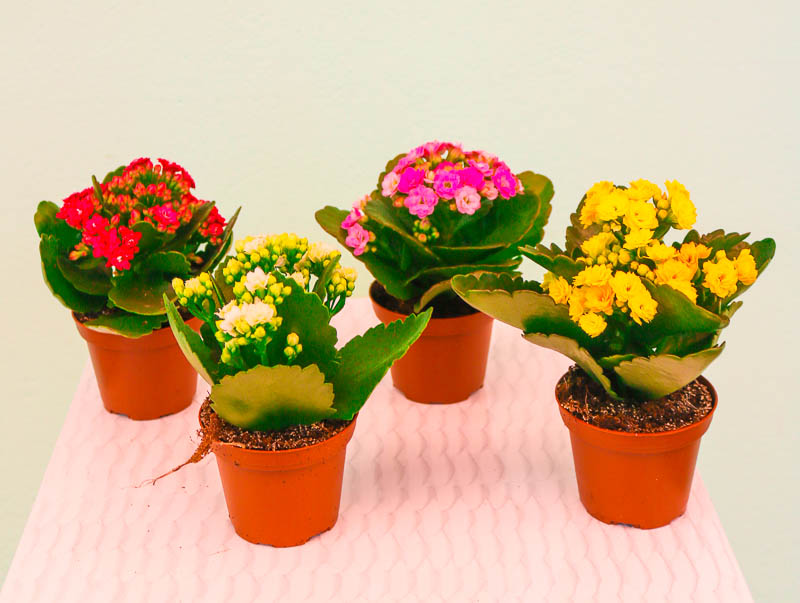 Kalonxoe -kalanxoe -kalanxoye (Kalanşo)