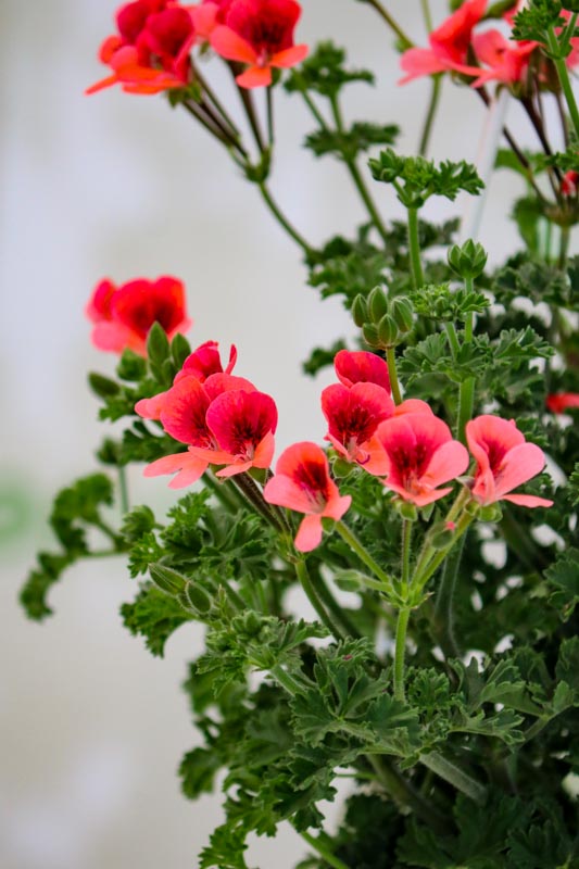 Geran bitkisi (Pelargonium)
