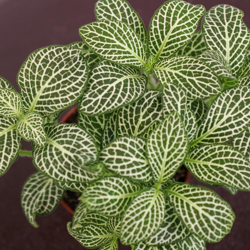 Peperomia (qırışlı) - Peperomiya - Paperomiya