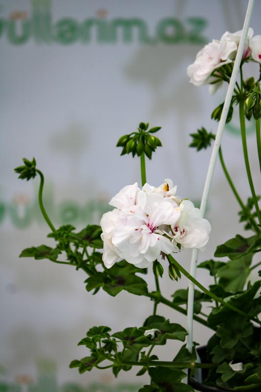 Geran bitkisi (Ətirşah)