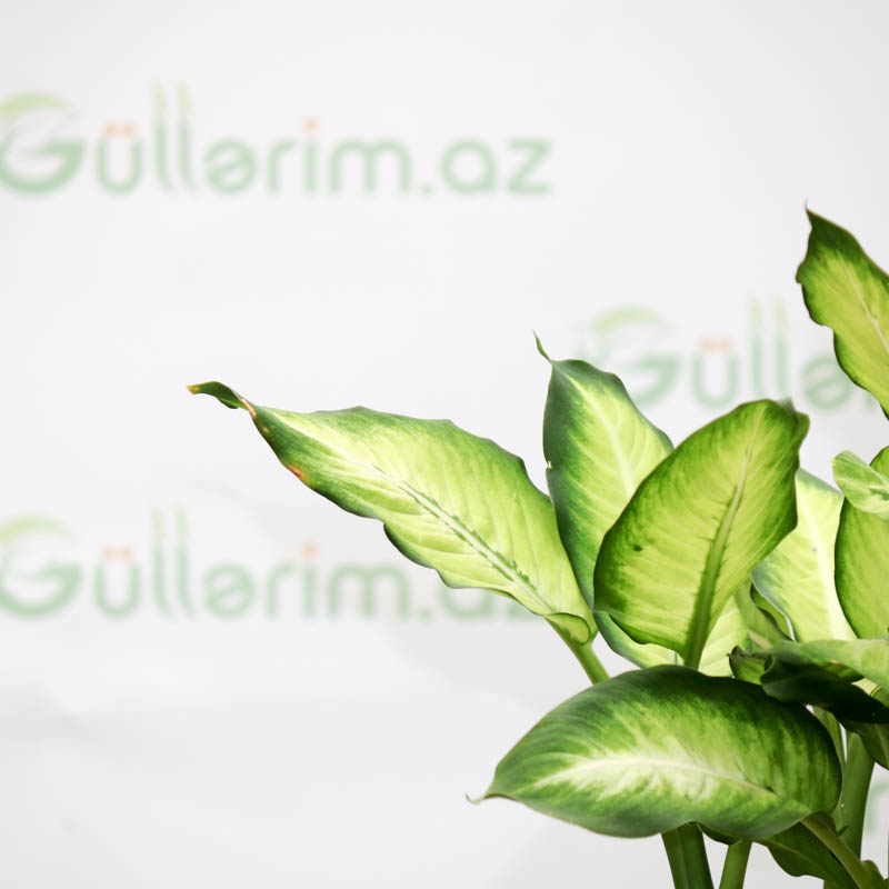 Difenbahya bitkisi (Dieffenbachia Tropic Snow) (Diffenbaxiya)