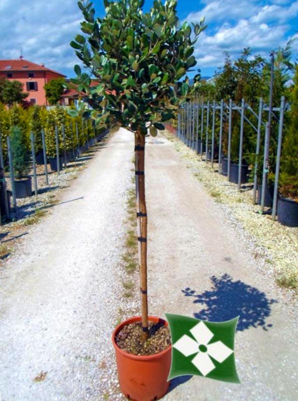 Feyxoa (Acca Cellowiana)