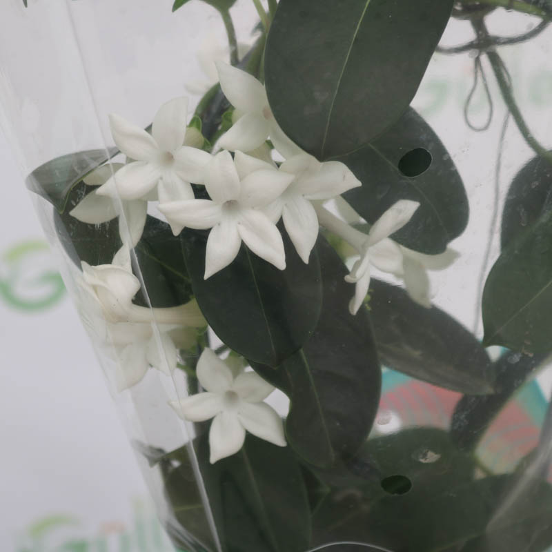 Stephanotis (Stepanotis)