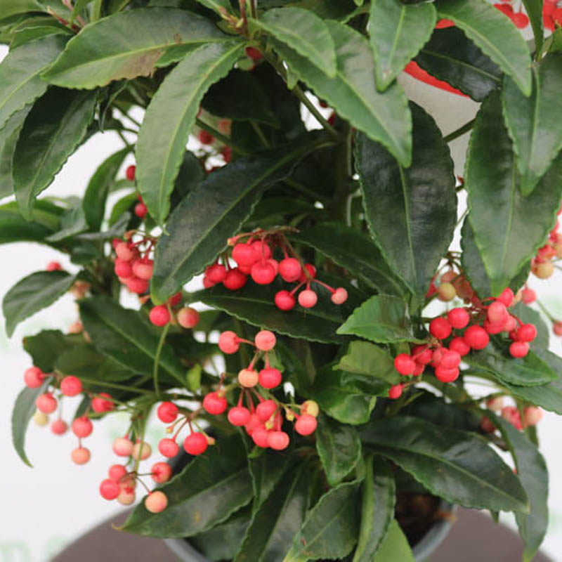 Ardisia (ardisiya)
