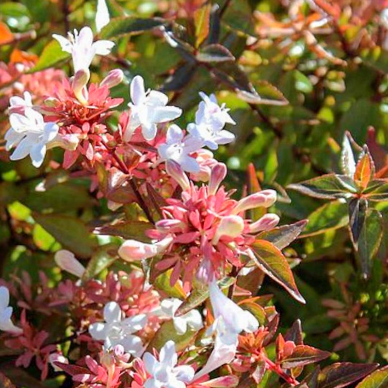 Abelia Grandiflora