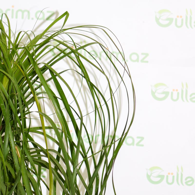 Ponytail Palm ( Linda)