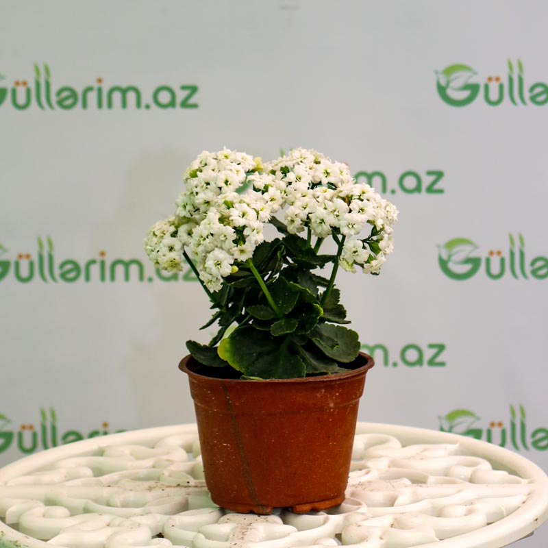 Kalonxoe -kalanxoe -kalanxoye (Kalanşo) Blossfeld