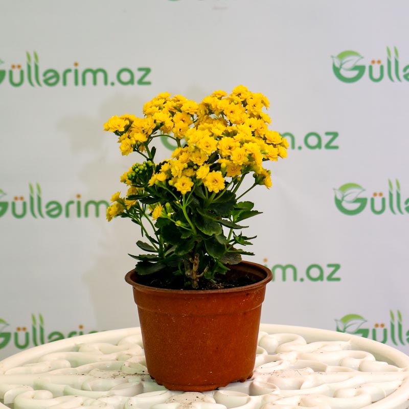 Kalonxoe -kalanxoe -kalanxoye (Kalanşo) Blossfeld