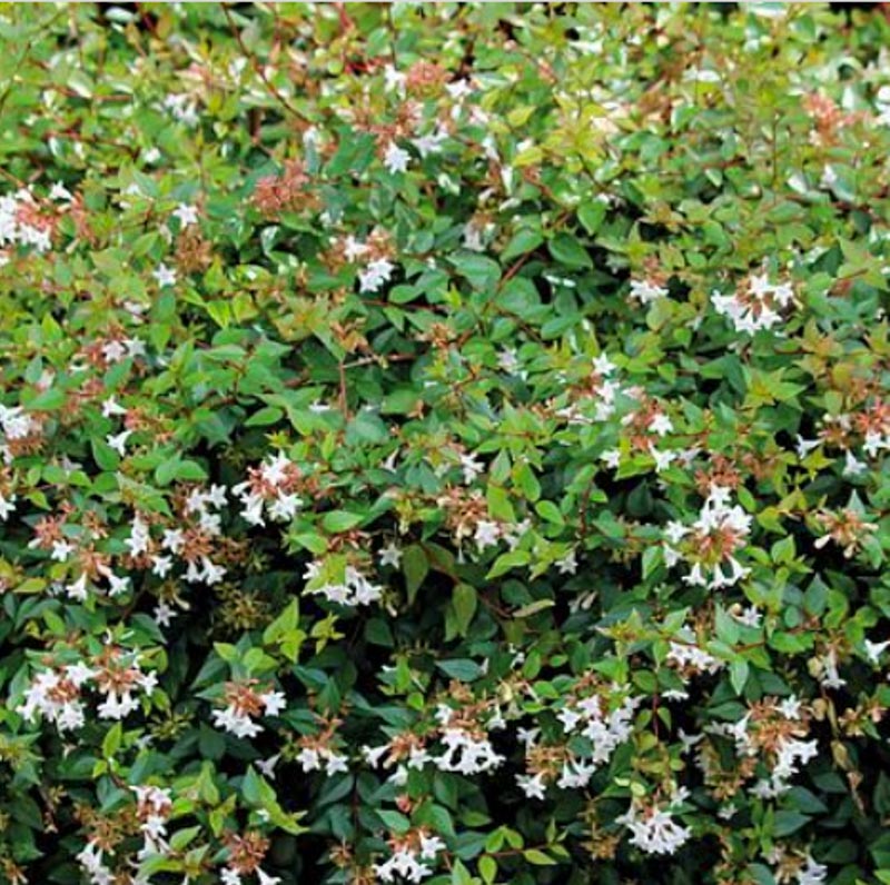 Abelia Grandiflora