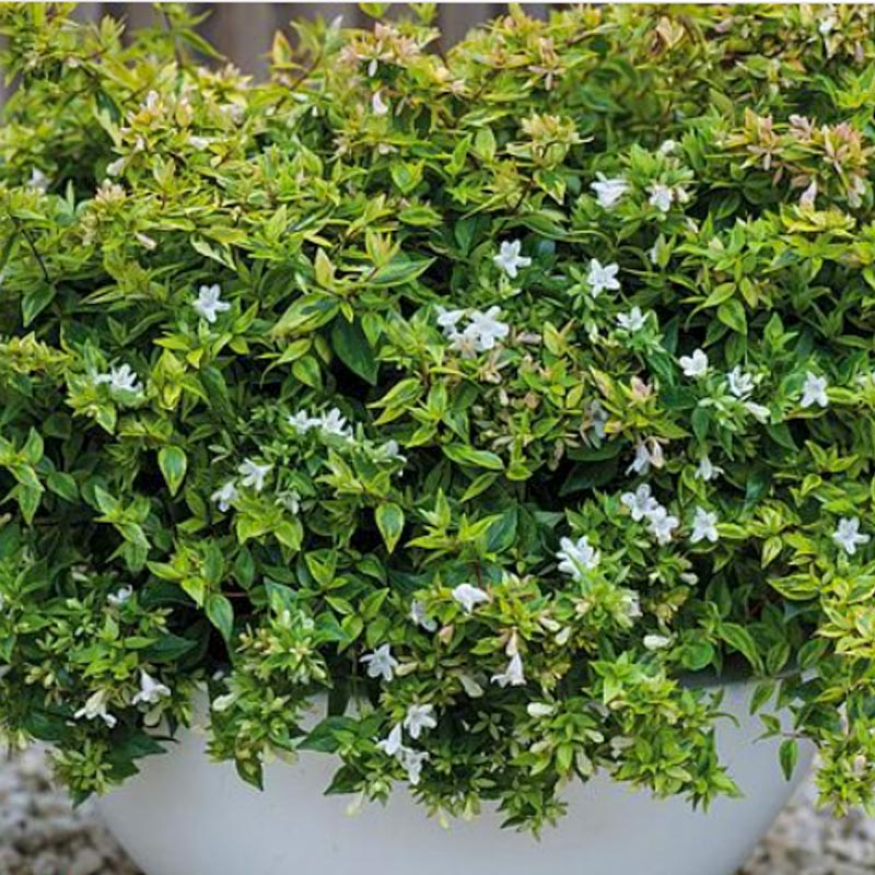 Abelia Grandiflora Kaleidoscope