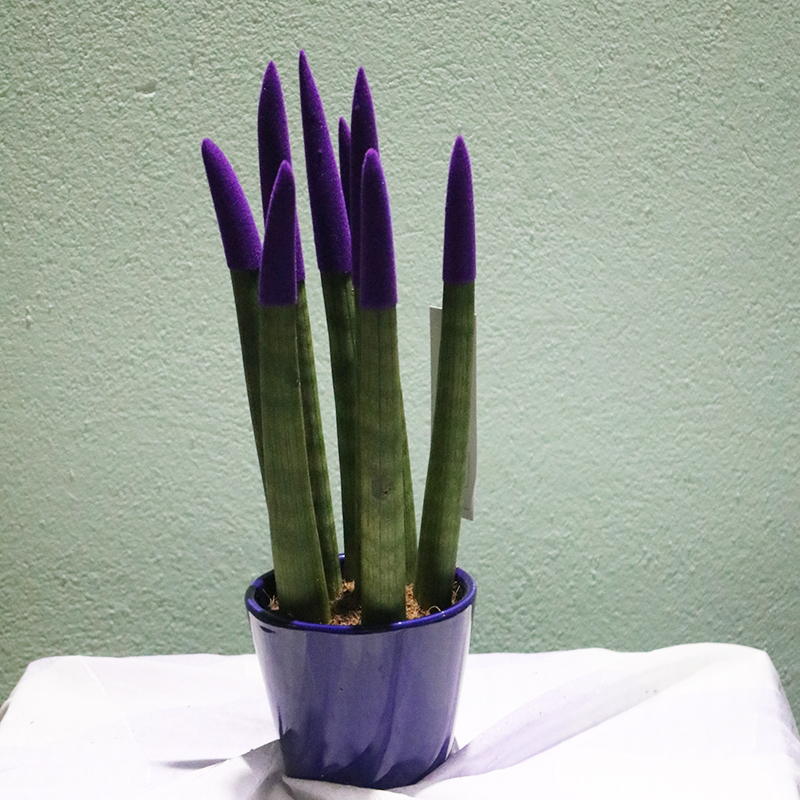 Sansevieria silindrşəkilli (Sansevieria cylindrica)