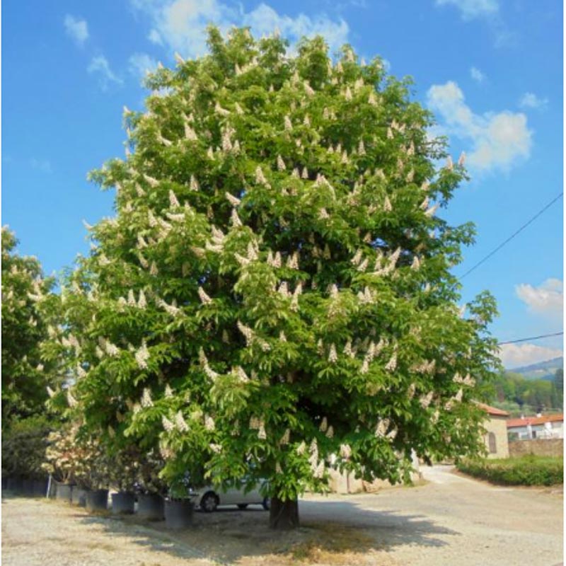 Aesculus Hippocastanum