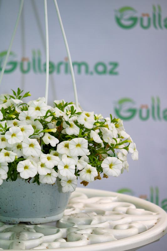 Calibrachoa
