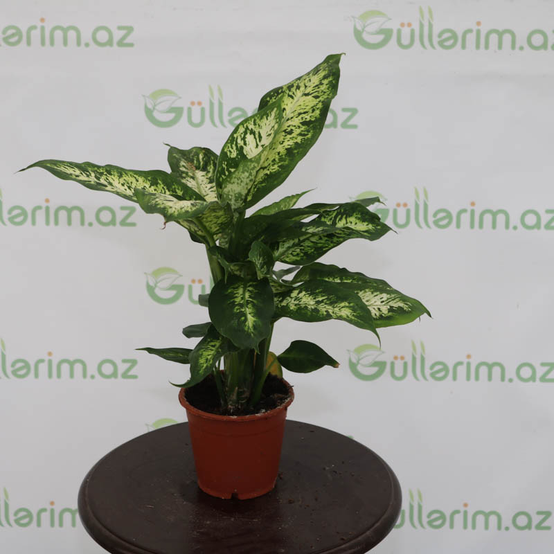 Difenbahya bitkisi (Dieffenbachia)
