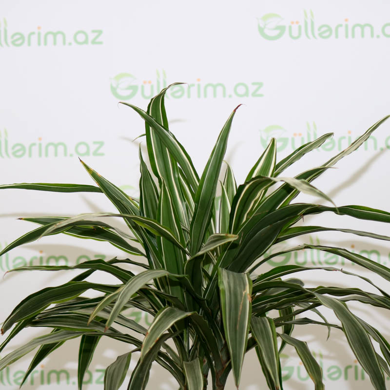 Dracaena reflexa (Drasena Refleksa)