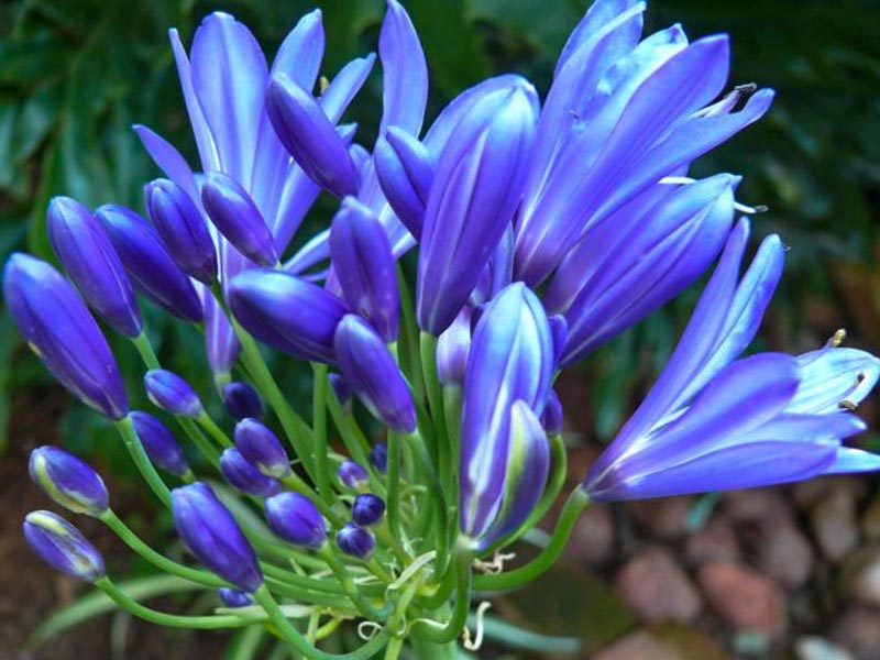 Afrika zanbağı ( Agapanthus Africacus )