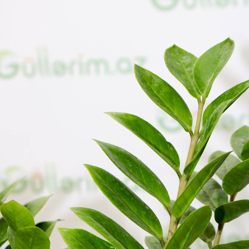 Zamioculcas (Zamia bitkisi) (Zamiokulkas)