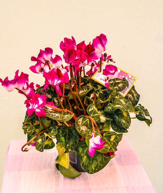 Siklamen (Cyclamen)