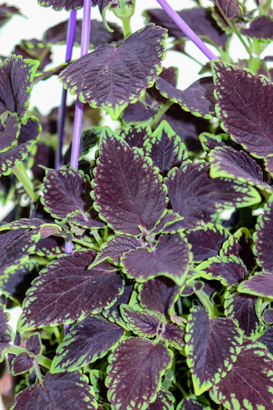 Coleus bitkisi