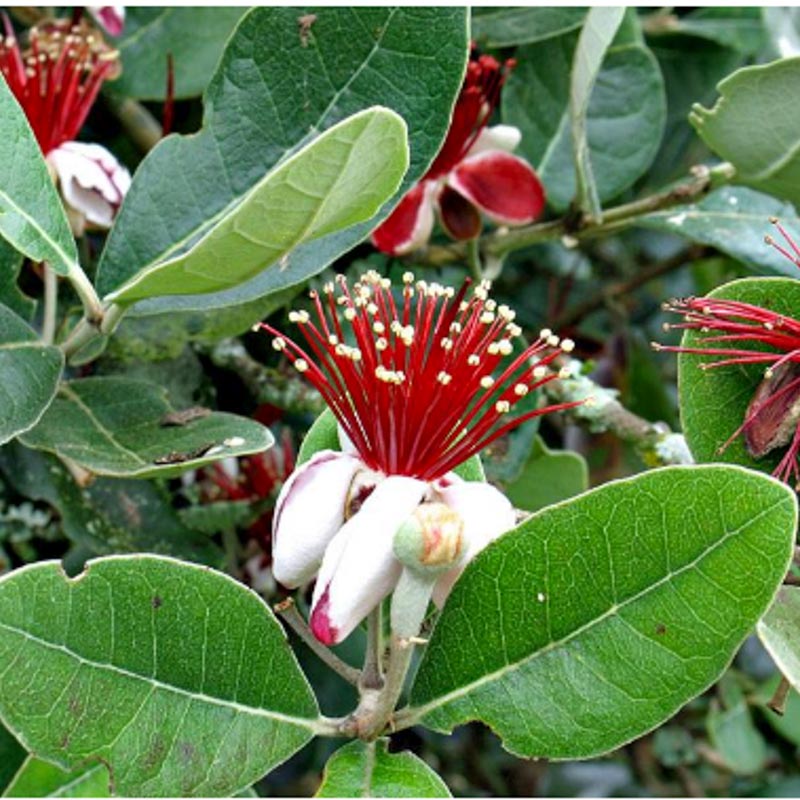 Feyxoa (Acca Cellowiana)