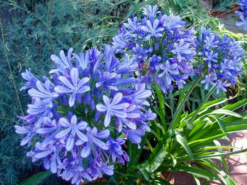 Afrika zanbağı ( Agapanthus Africacus )
