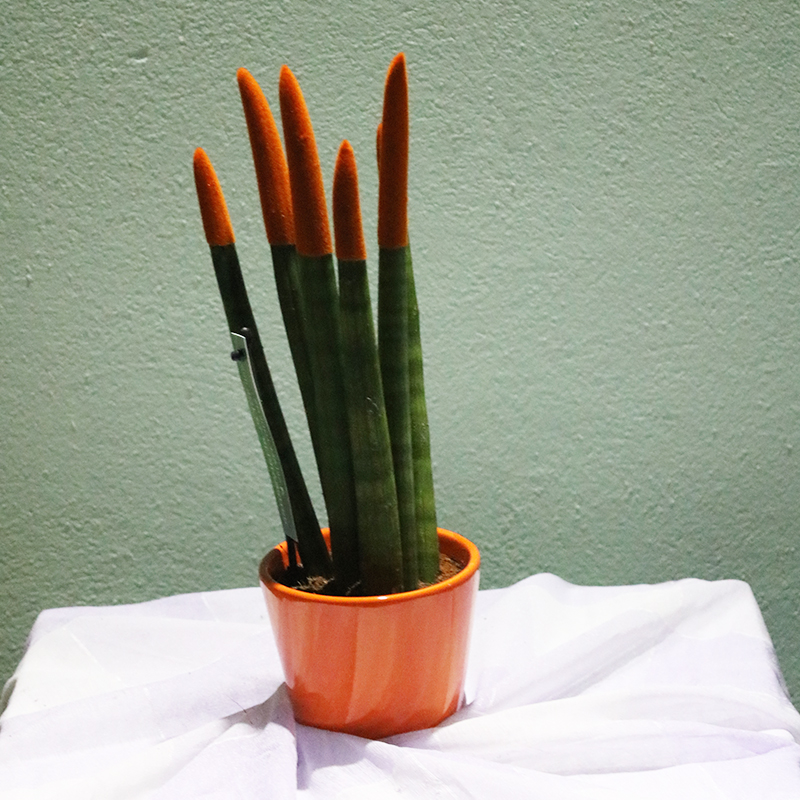 Sansevieria silindrşəkilli (Sansevieria cylindrica)