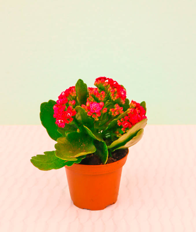 Kalonxoe -kalanxoe -kalanxoye (Kalanşo)