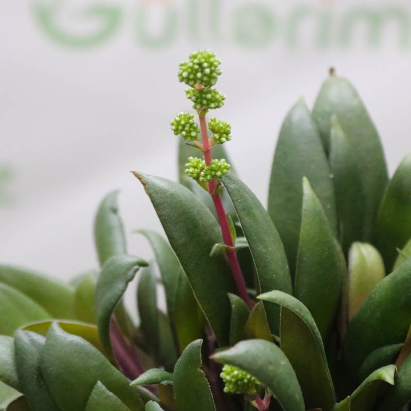 Crassula  (Krasulla pul ağacı)