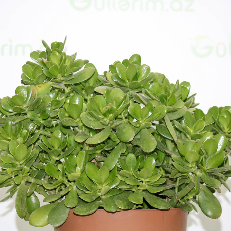 Crassula Ovata (Krasulla pul ağacı)