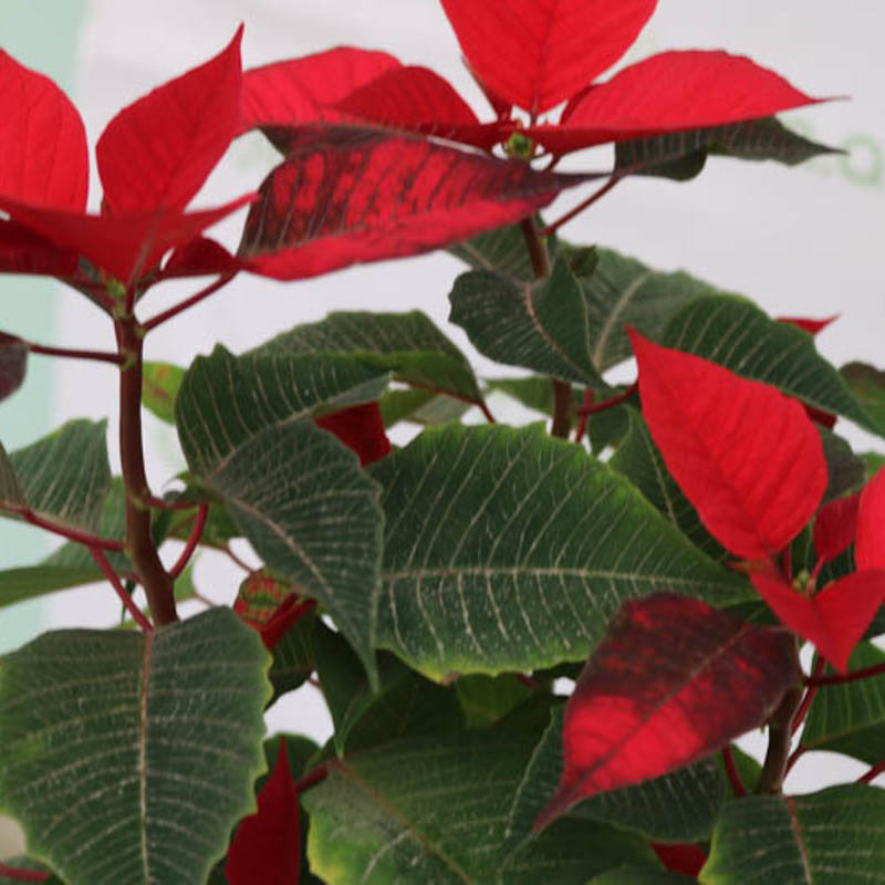 Poinsettia ( Atatürk çiçəyi )