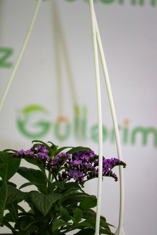 Heliotropium arborescens