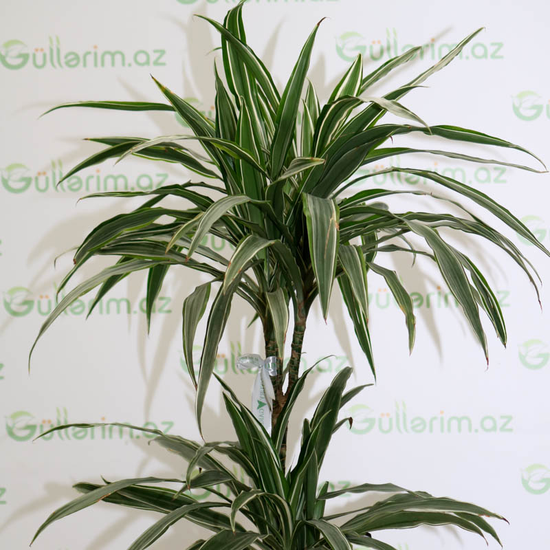 Dracaena reflexa (Drasena Refleksa)
