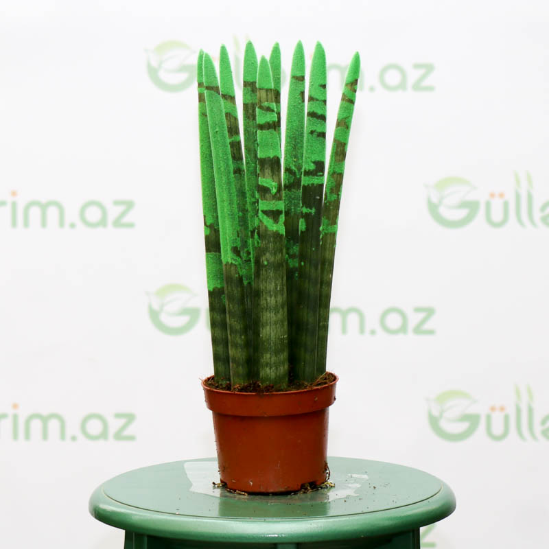 Sansevieria silindrşəkilli