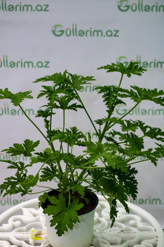 Ətirşah,Geranium (Pelargonium graveolens)