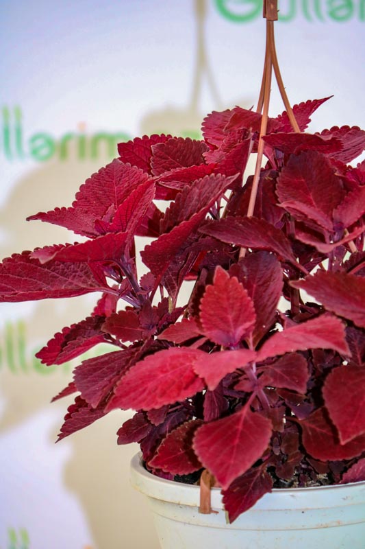 Coleus red head