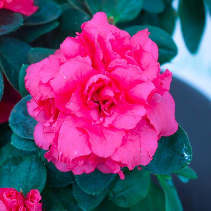 Azalea - Azaliya -Azaleya