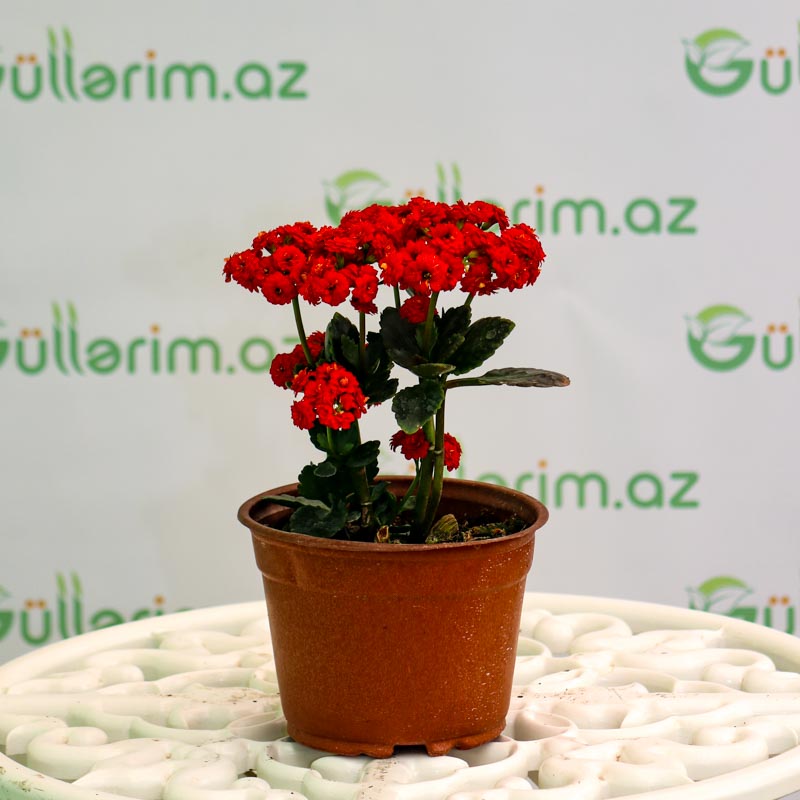 Kalonxoe -kalanxoe -kalanxoye (Kalanşo) Blossfeld