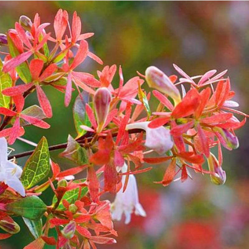 Abelia Grandiflora Francis Mason