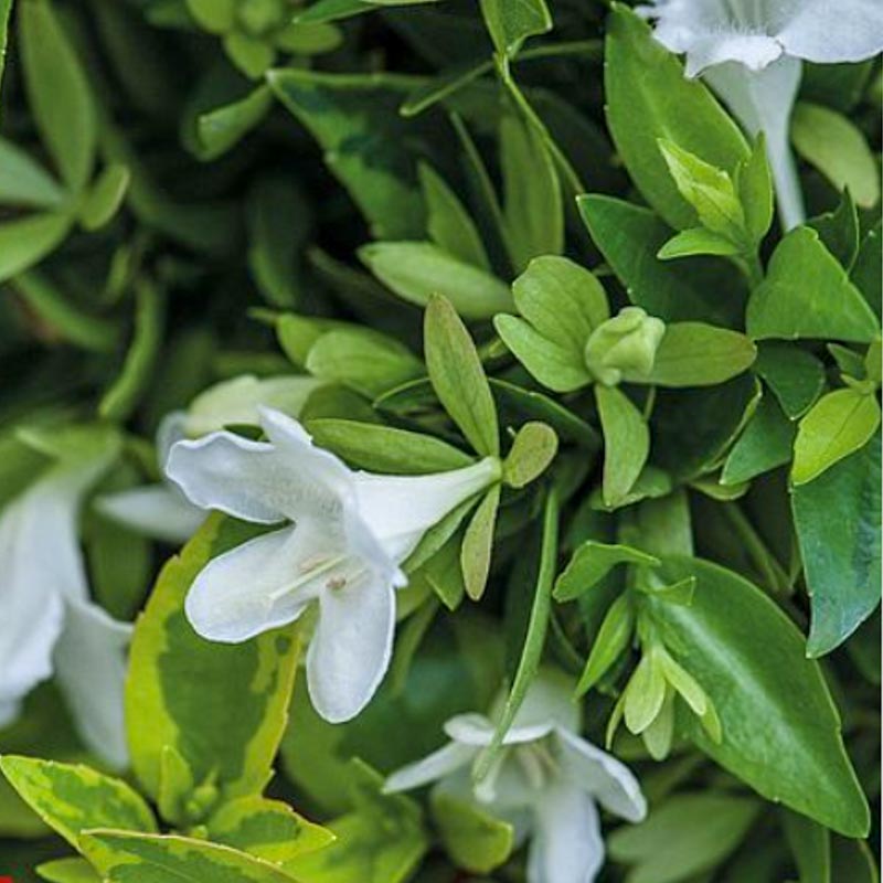 Abelia Grandiflora Kaleidoscope