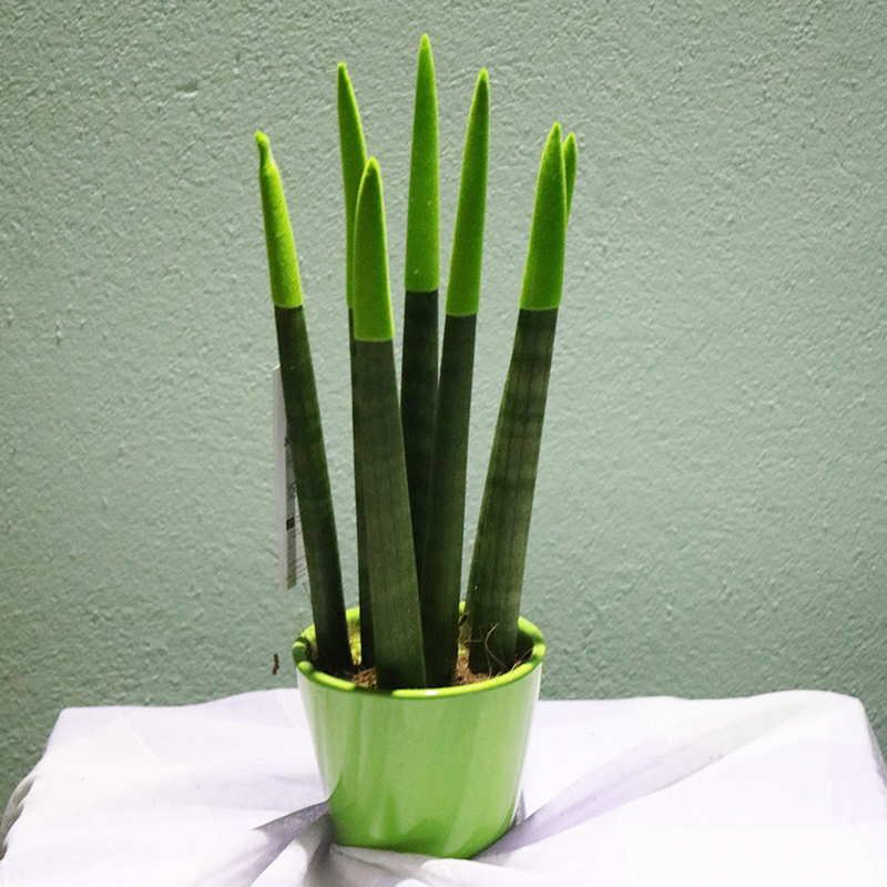 Sansevieria silindrşəkilli (Sansevieria cylindrica)